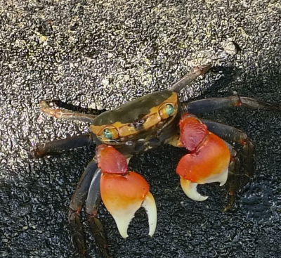 けん