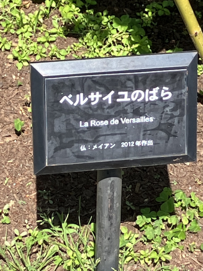 4231