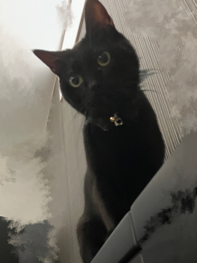 伊月