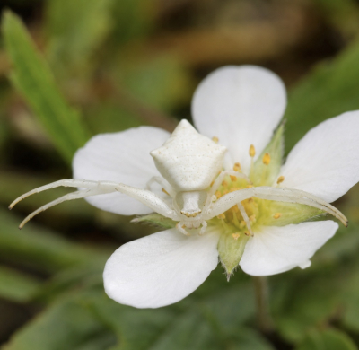 6813