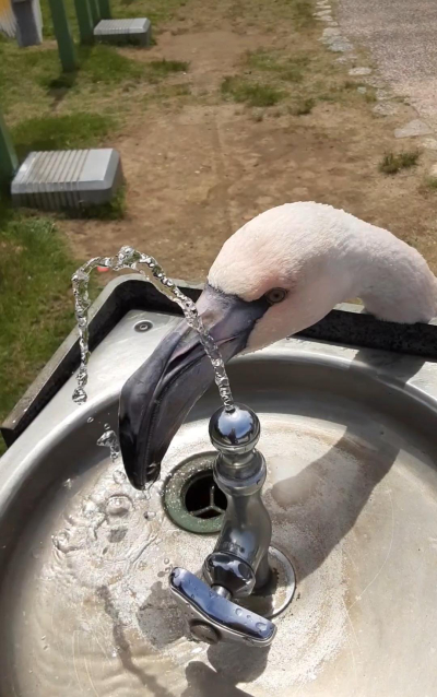 せら