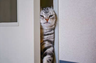 7754