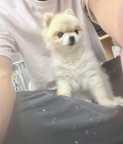 萌