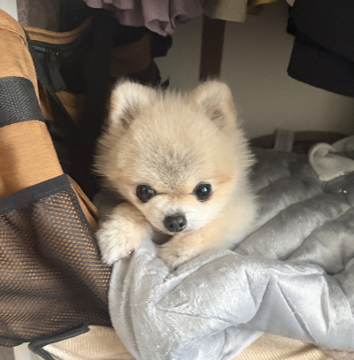 萌