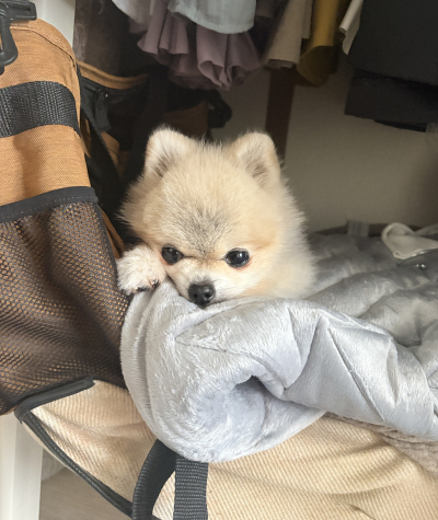 萌